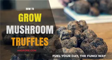 Mastering Mushroom Truffle Cultivation: A Step-by-Step Growing Guide