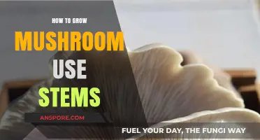 Growing Mushrooms from Stems: A Simple Step-by-Step Guide