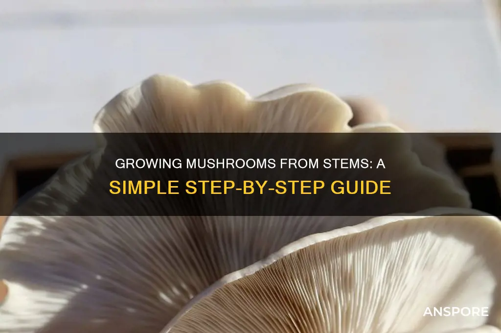 how to grow mushroom use stems
