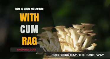 Growing Mushrooms with Unconventional Methods: Cum Rag Techniques Explored