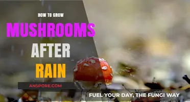 Post-Rain Mushroom Cultivation: Simple Steps for a Bountiful Harvest
