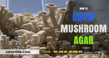Mastering Mushroom Cultivation: A Step-by-Step Guide to Growing Agar