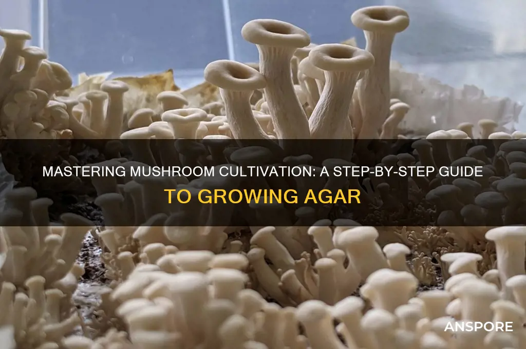 how to grow mushrooms agar