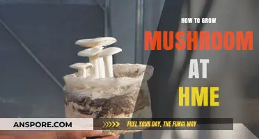 Mastering Mushroom Cultivation: A Beginner’s Guide to Growing Mushrooms at Home