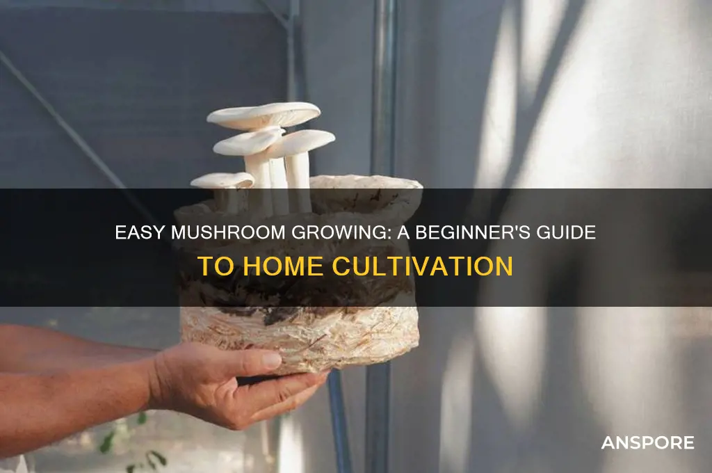 how to grow mushrooms at home beginners