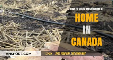Easy Mushroom Growing Guide for Canadian Home Cultivators
