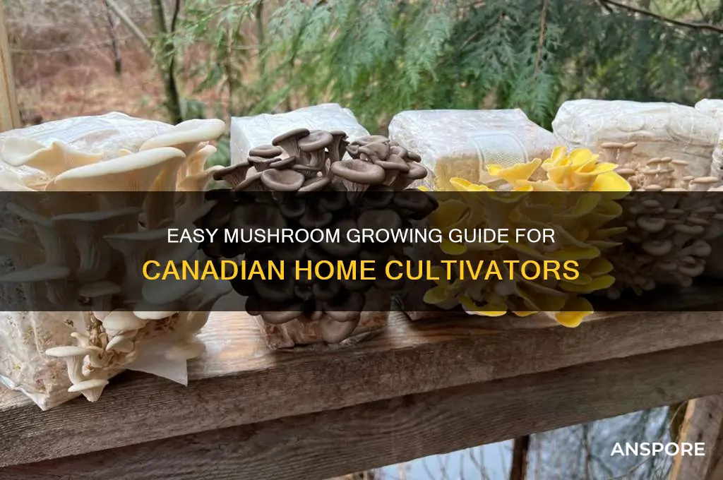 how to grow mushrooms at home in canada