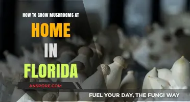 Growing Mushrooms in Florida: A Beginner's Guide to Home Cultivation