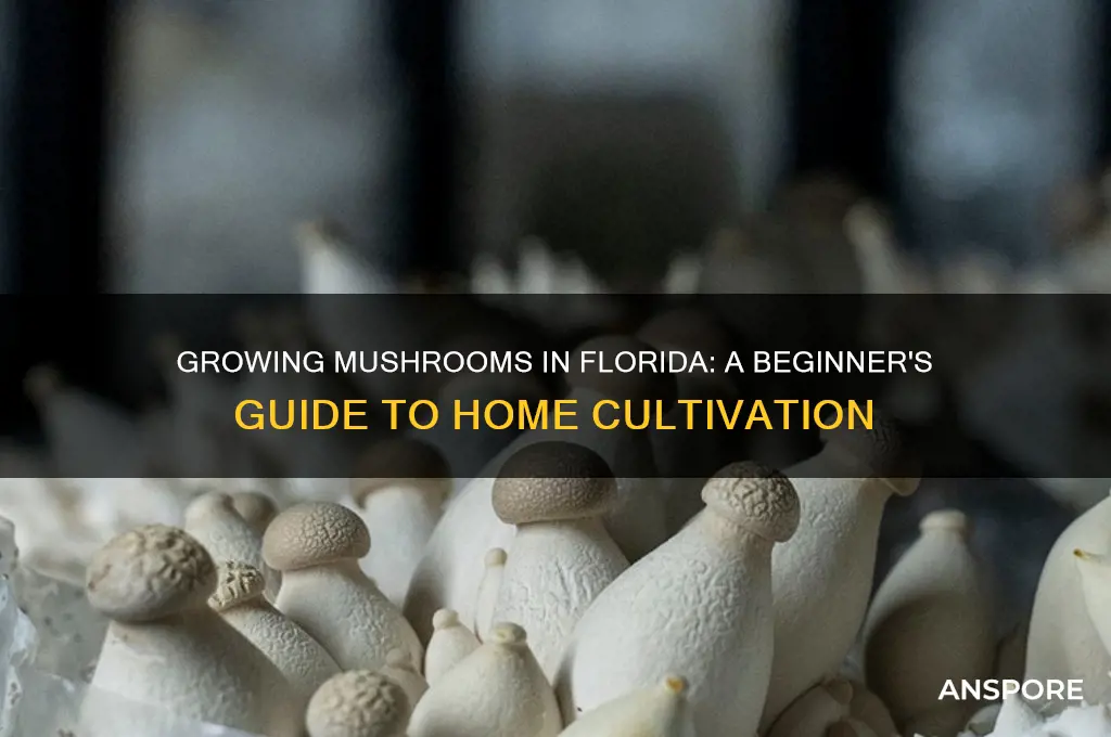 how to grow mushrooms at home in florida