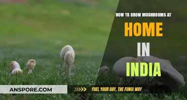 Easy Guide to Growing Mushrooms at Home in India