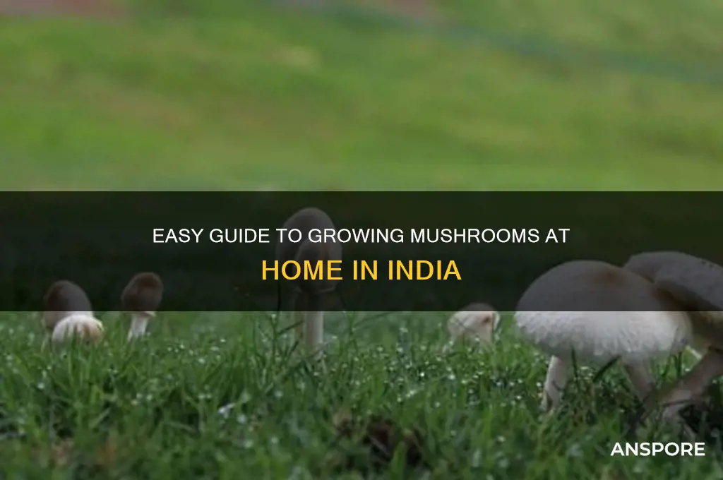 how to grow mushrooms at home in india