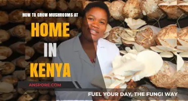 Easy Guide to Growing Mushrooms at Home in Kenya