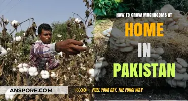 Easy Mushroom Cultivation Guide for Pakistani Home Growers