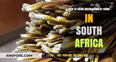 Easy Mushroom Growing Guide for South African Home Gardeners