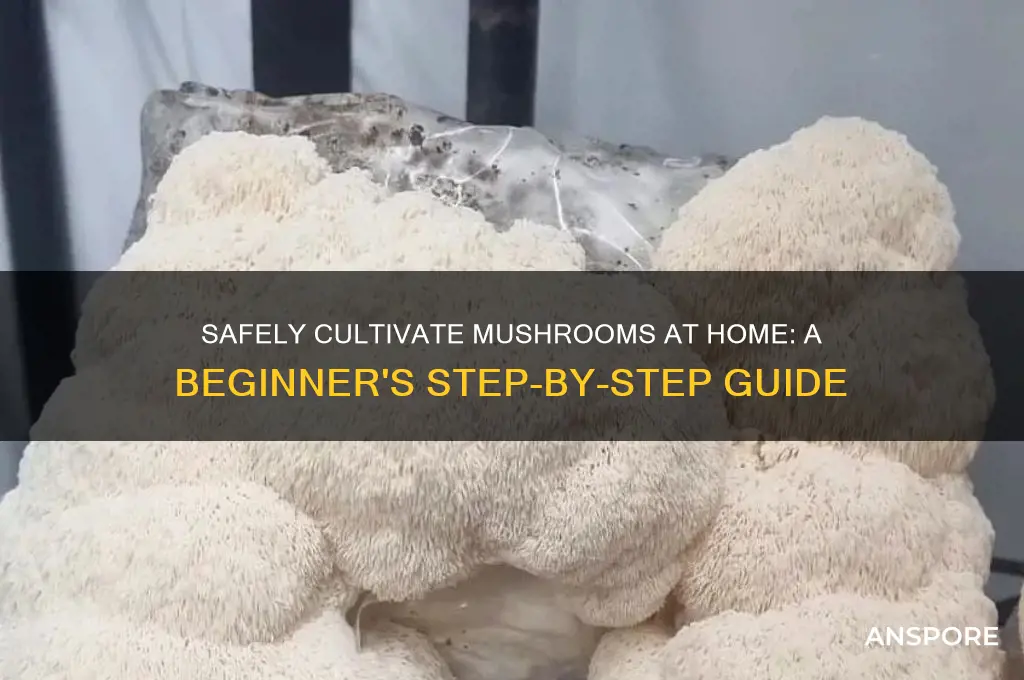 how to grow mushrooms at home safely