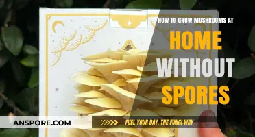 Easy Home Mushroom Growing: No Spores Required, Simple Steps