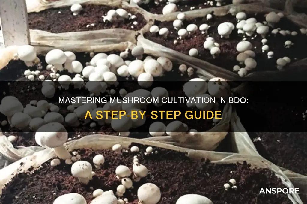 how to grow mushrooms bdo