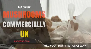 Commercial Mushroom Farming in the UK: A Comprehensive Growing Guide