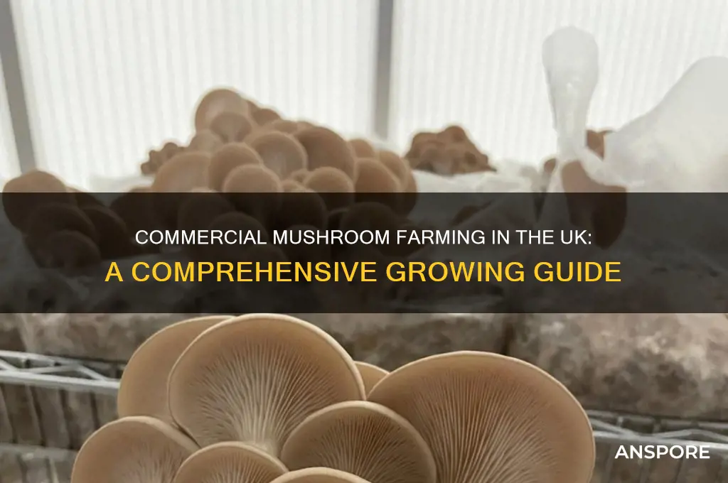 how to grow mushrooms commercially uk