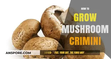 Mastering Crimini Mushroom Cultivation: A Step-by-Step Growing Guide