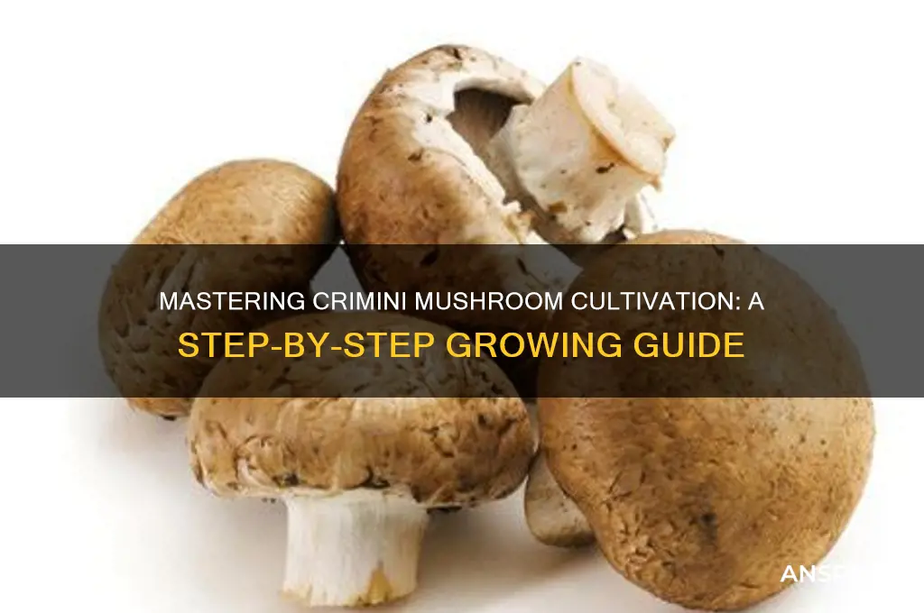 how to grow mushrooms crimini