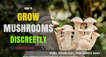 Discreet Mushroom Cultivation: Stealthy Tips for Growing Fungi at Home