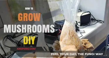 DIY Mushroom Growing: Simple Steps for Fresh Homegrown Fungi