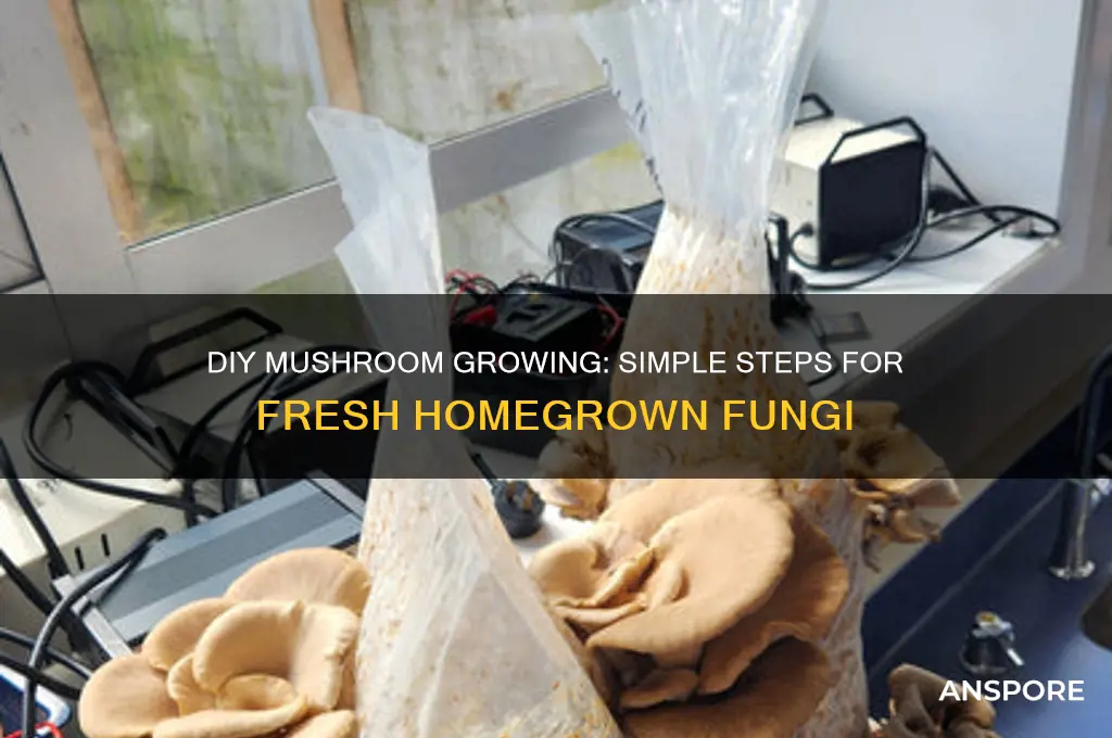 how to grow mushrooms diy