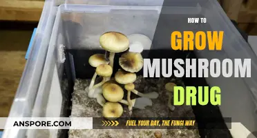 Cultivating Psilocybin Mushrooms: A Comprehensive Guide to Safe Growing Practices