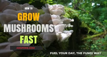 Quick Mushroom Growing Tips: Accelerate Your Harvest in No Time