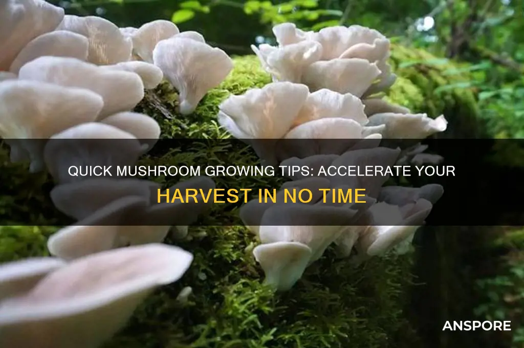 how to grow mushrooms fast