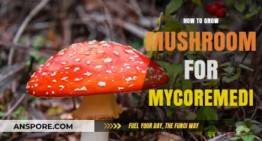 Mycoremediation Made Easy: Growing Mushrooms to Heal the Environment