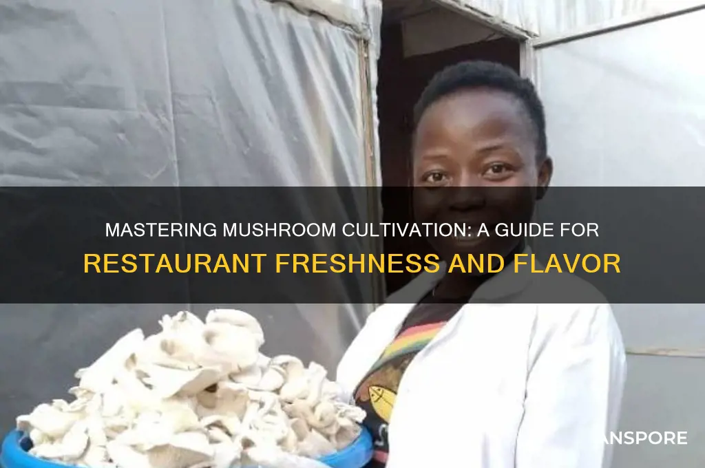 how to grow mushrooms for restaurants