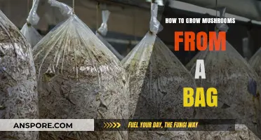 Easy Mushroom Growing: A Step-by-Step Guide from Bag to Harvest