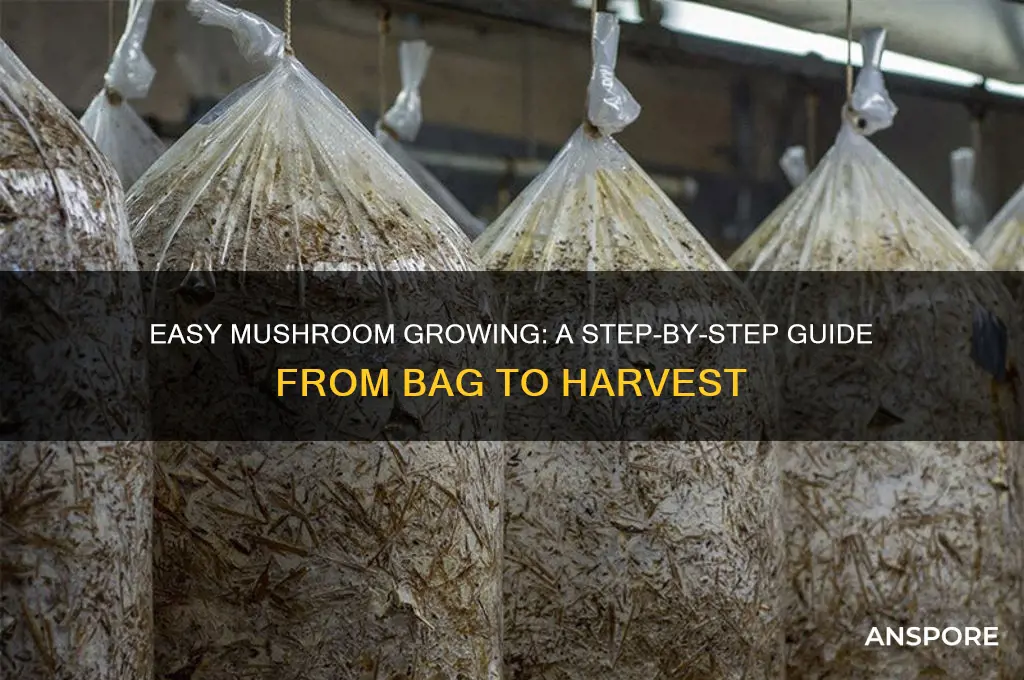 how to grow mushrooms from a bag