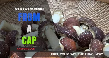 Growing Mushrooms from a Cap: Simple Steps for Home Cultivation