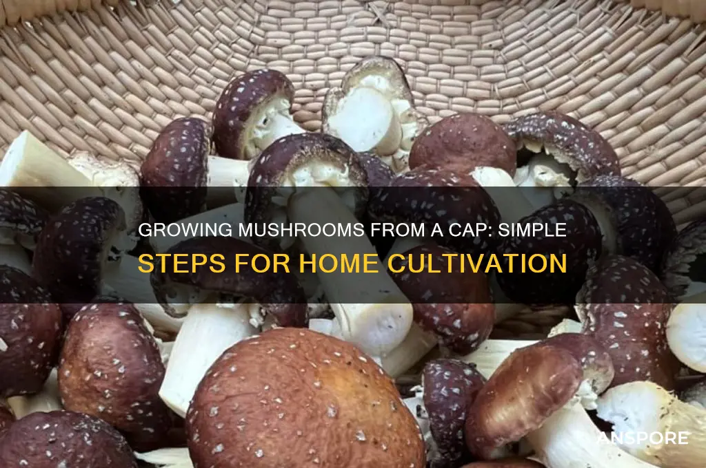 how to grow mushrooms from a cap