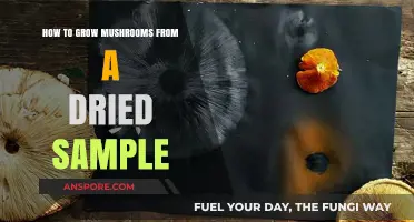 Reviving Spores: Growing Mushrooms from Dried Samples at Home
