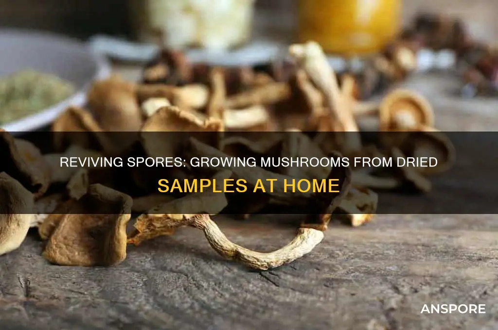 how to grow mushrooms from a dried sample
