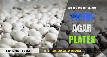 Mastering Mushroom Cultivation: Growing Mushrooms from Agar Plates