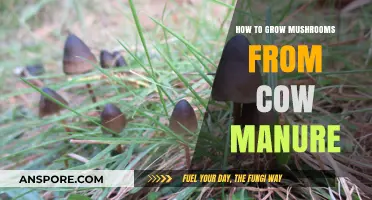 Cultivating Mushrooms: A Step-by-Step Guide Using Cow Manure Substrate