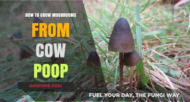 Transform Cow Manure into Mushrooms: A Step-by-Step Growing Guide
