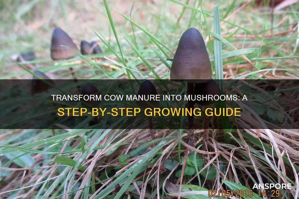 how to grow mushrooms from cow poop