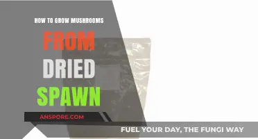 Mastering Mushroom Cultivation: Growing from Dried Spawn Step-by-Step