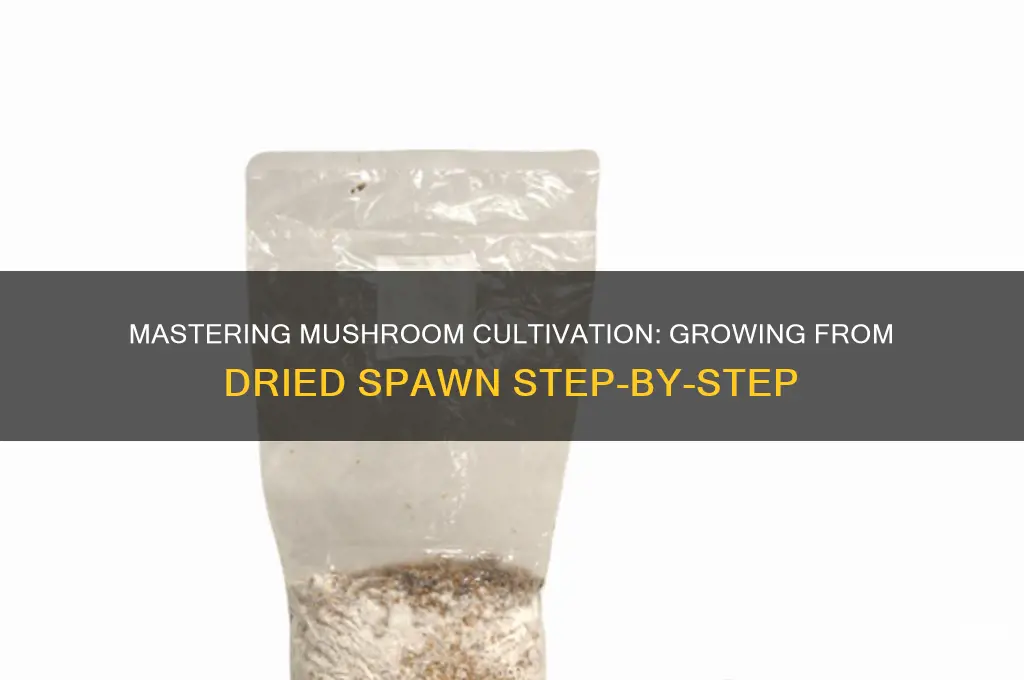 how to grow mushrooms from dried spawn