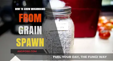 Mastering Mushroom Cultivation: Growing Mushrooms from Grain Spawn