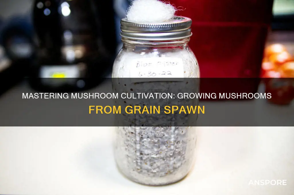 how to grow mushrooms from grain spawn