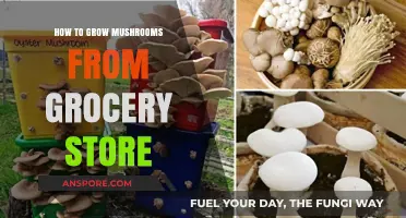 Grow Your Own Mushrooms: A Simple Guide Using Store-Bought Varieties