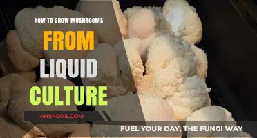 Mastering Mushroom Cultivation: Growing from Liquid Culture Step-by-Step