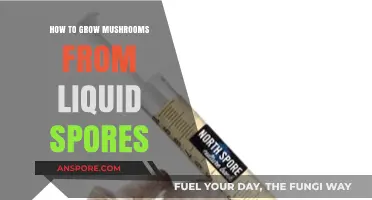 Mastering Mushroom Cultivation: A Guide to Growing from Liquid Spores